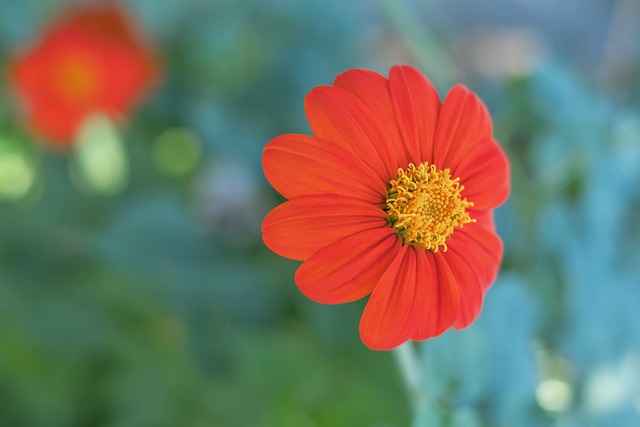 诺维奇表现 诺维奇表现