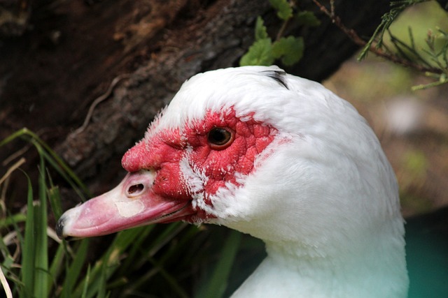 马刺再俯冲 马刺再俯冲